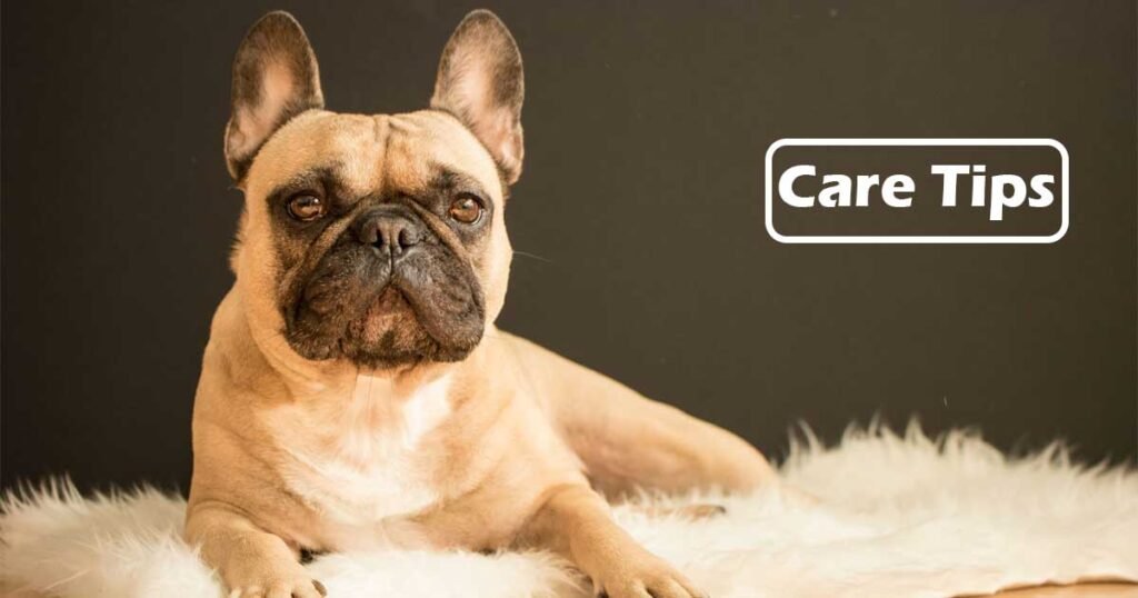 French Bulldogs Hypoallergenic