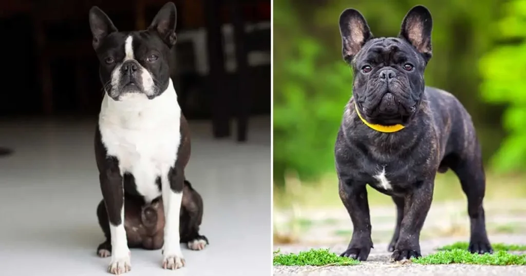 Boston Terrier Vs French Bulldog​