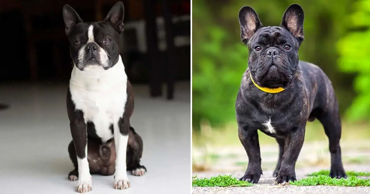 Brindle French Bulldogs