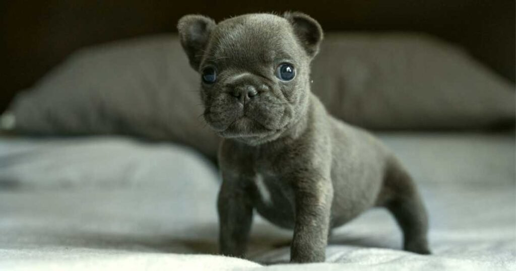 French bulldog puppies