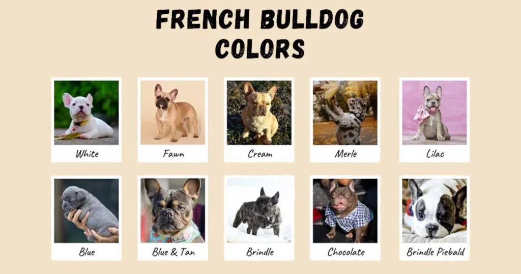 french bulldog colors