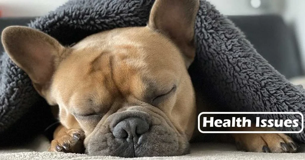 French Bulldog Health Issues