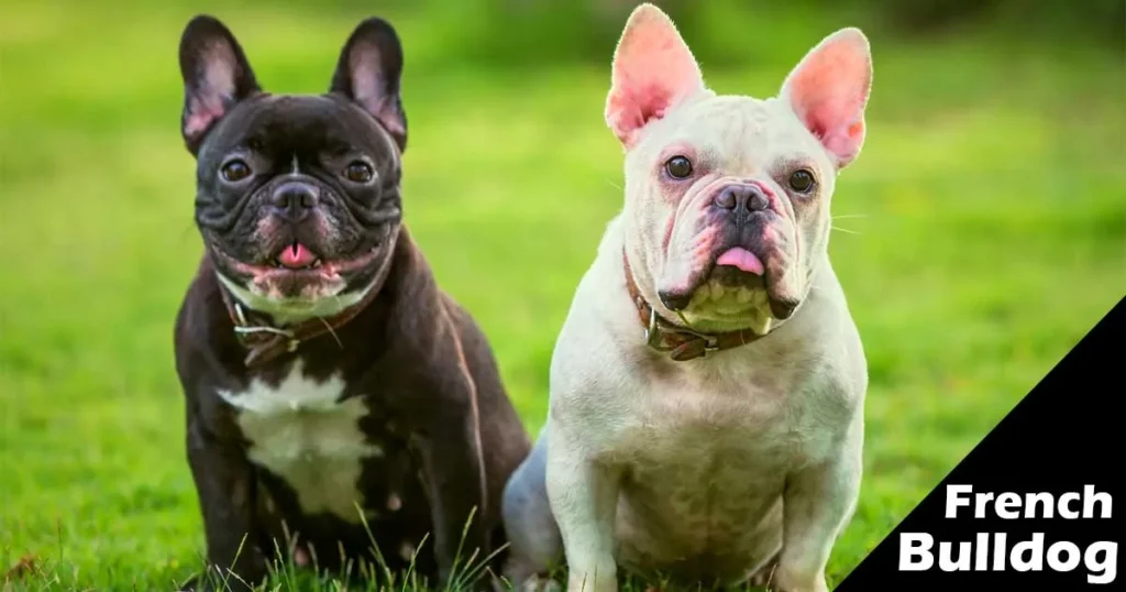 French Bulldog Personality