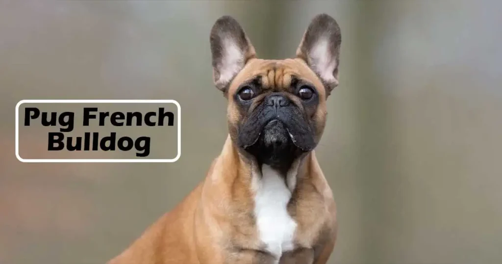 French Bulldog Pug Mix​