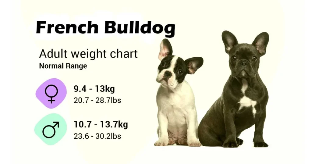 French Bulldog Size