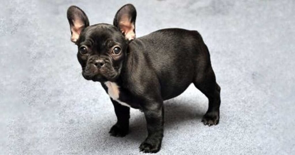 French Bulldog Chihuahua Mix