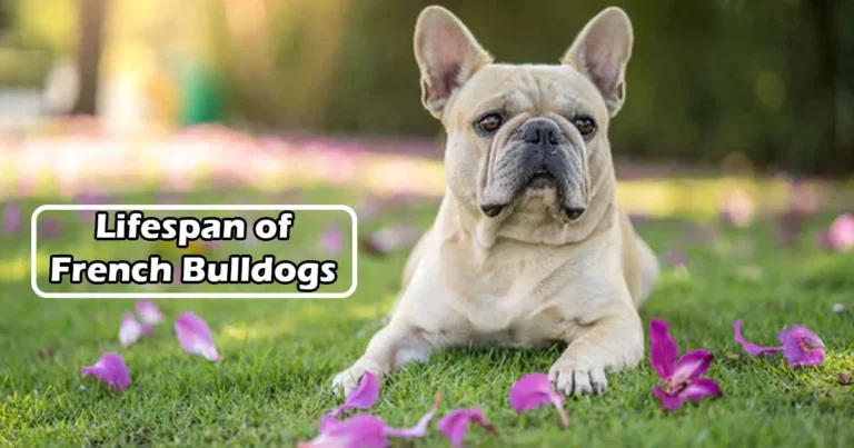 Lifespan of French Bulldogs
