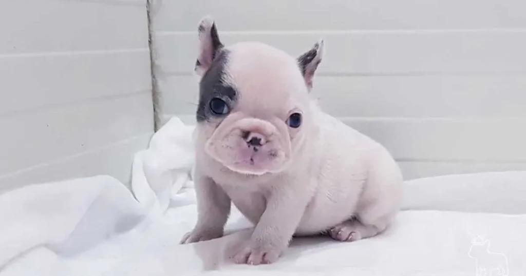 French Bulldogs Puppy​