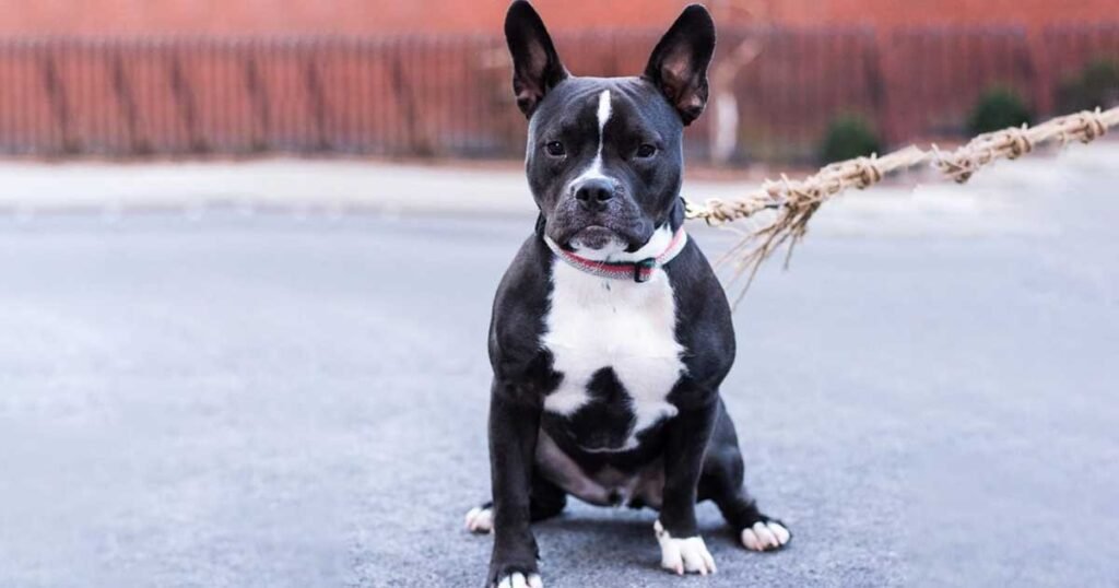 French Bulldog Pitbull Mix​