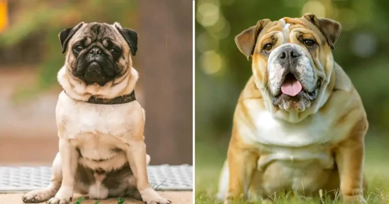 Pug Vs French Bulldog