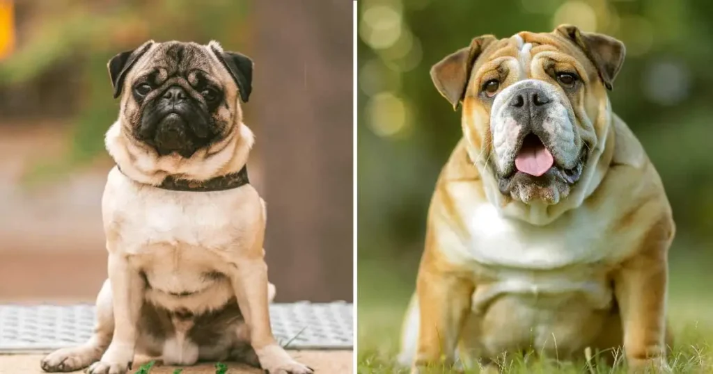 Pug Vs French Bulldog​