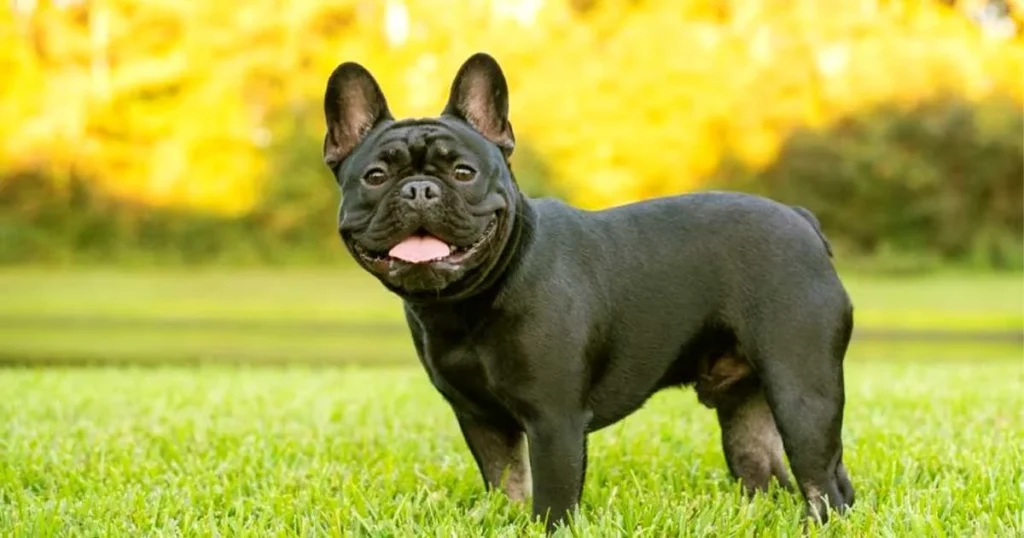 French Bulldogs