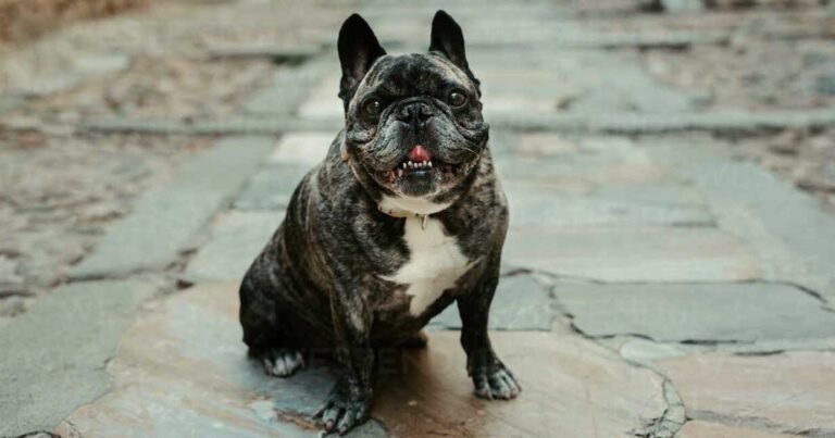 Big French Bulldogs