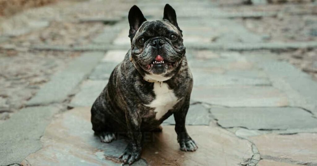 big french bulldog