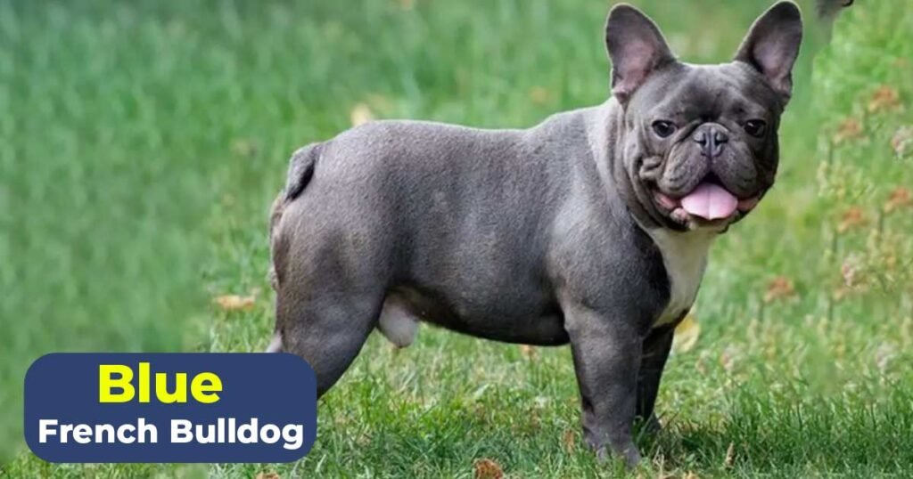 blue french bulldog