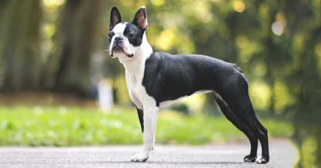 French Bulldog Boston Terrier Mix