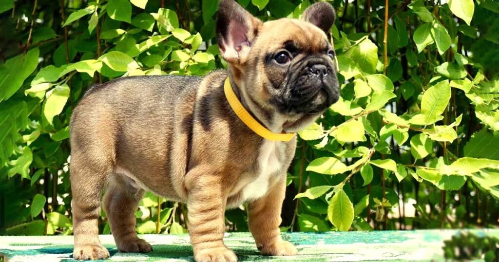 red-french-bulldog