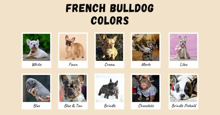 Grey French Bulldog