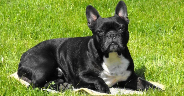 Pitbull French Bulldog Mix