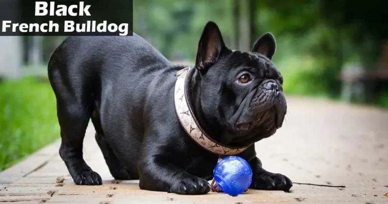 Mini French Bulldogs