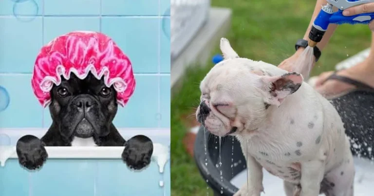 Big French Bulldogs Colors
