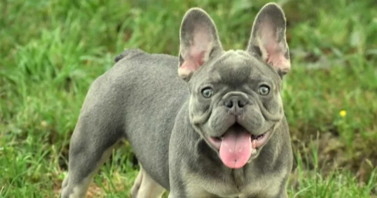 french bulldog life expectancy