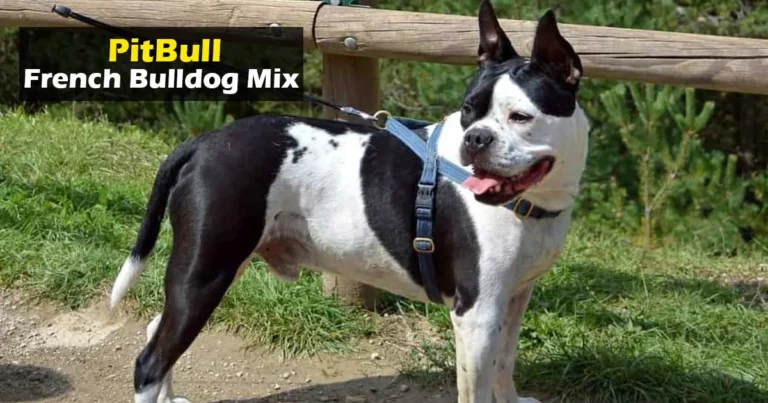 French Bulldog Boston Terrier Mix Training