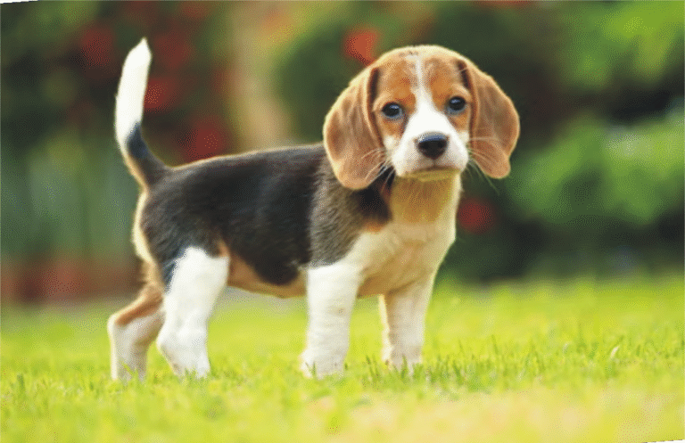 beagle puppy