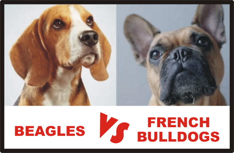 Beagles vs French Bulldogs