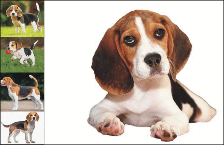 Beagles