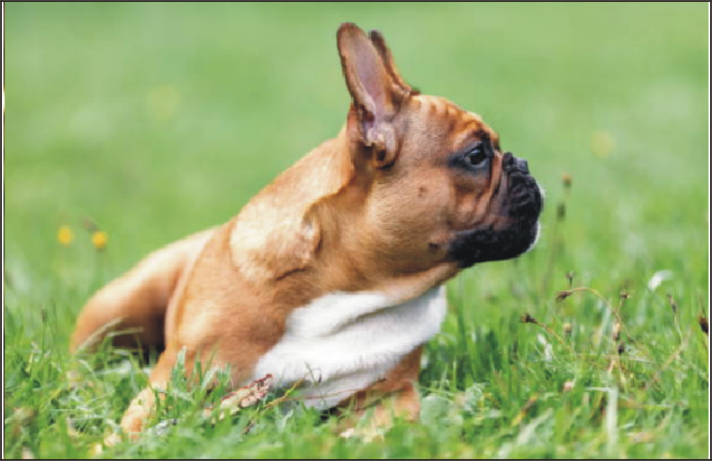 Fransk Bulldog Fawn