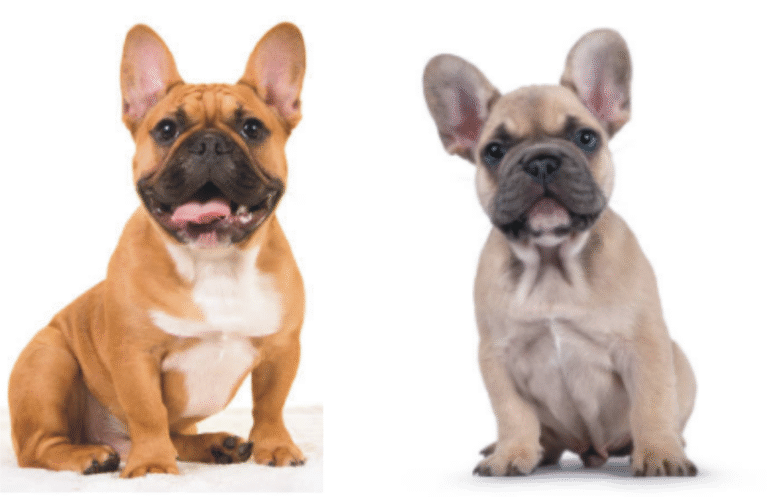Fransk Bulldog Fawn