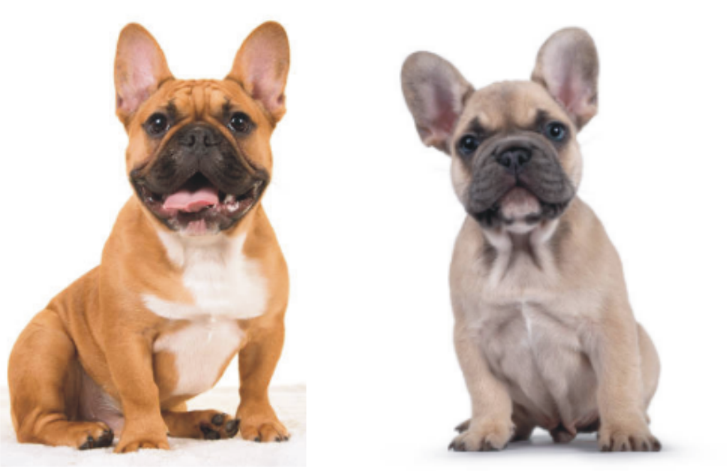 Fransk Bulldog Fawn