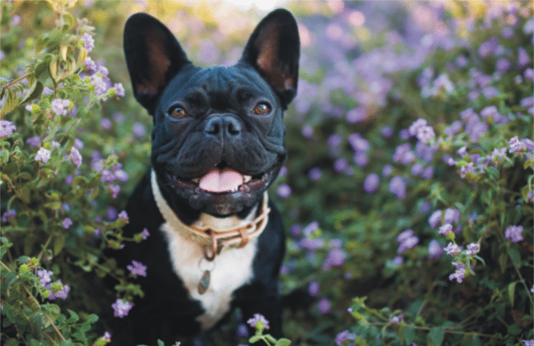 French Bulldogs Adoption