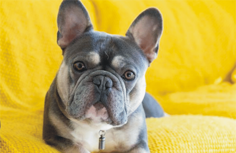 French Bulldog Essentials